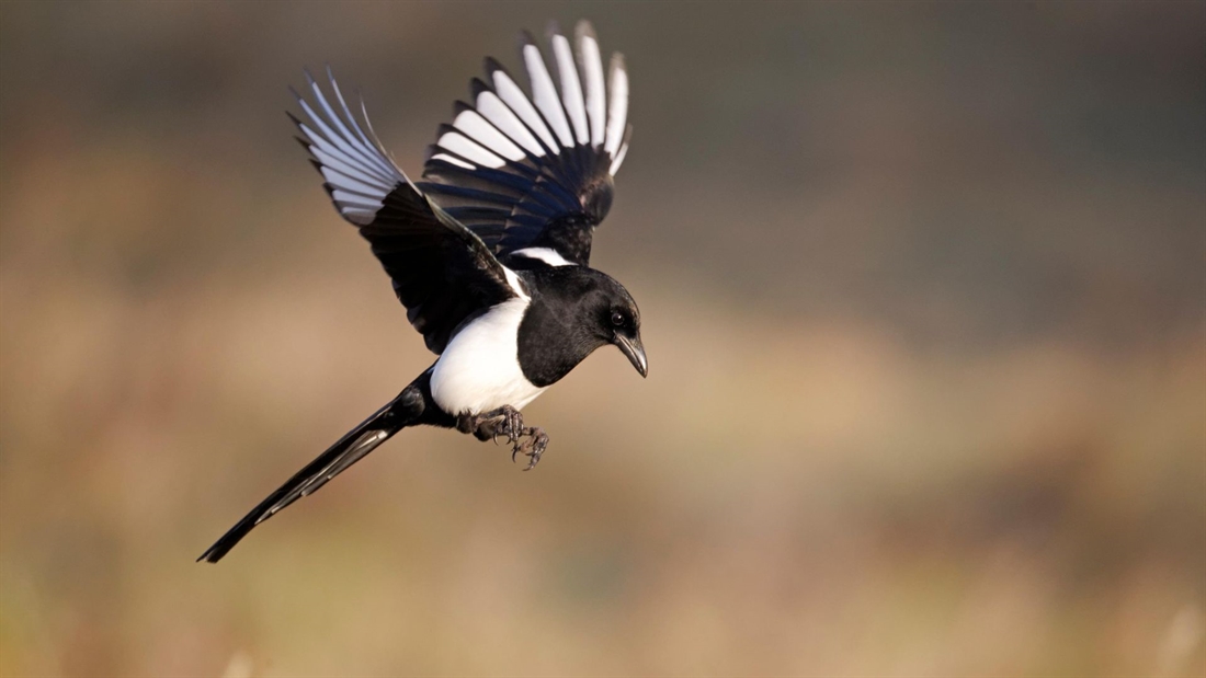 Blow to Welsh bird conservation as corvids removed from GL