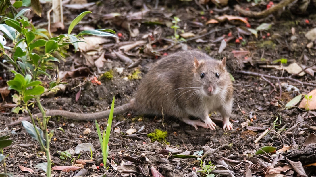 Hunting rats in the walls