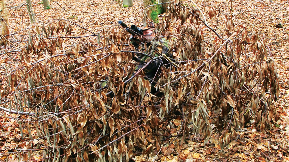 The best way of culling grey squirrels