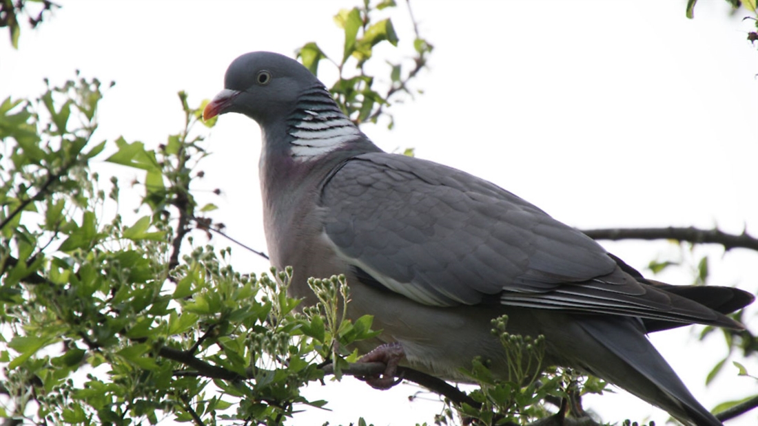 Hunting:  A profile on the magnificent woodpidgeon