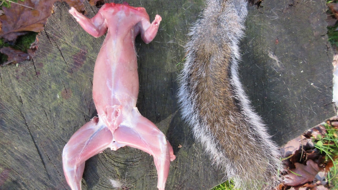 Why is skinning squirrels so hard?