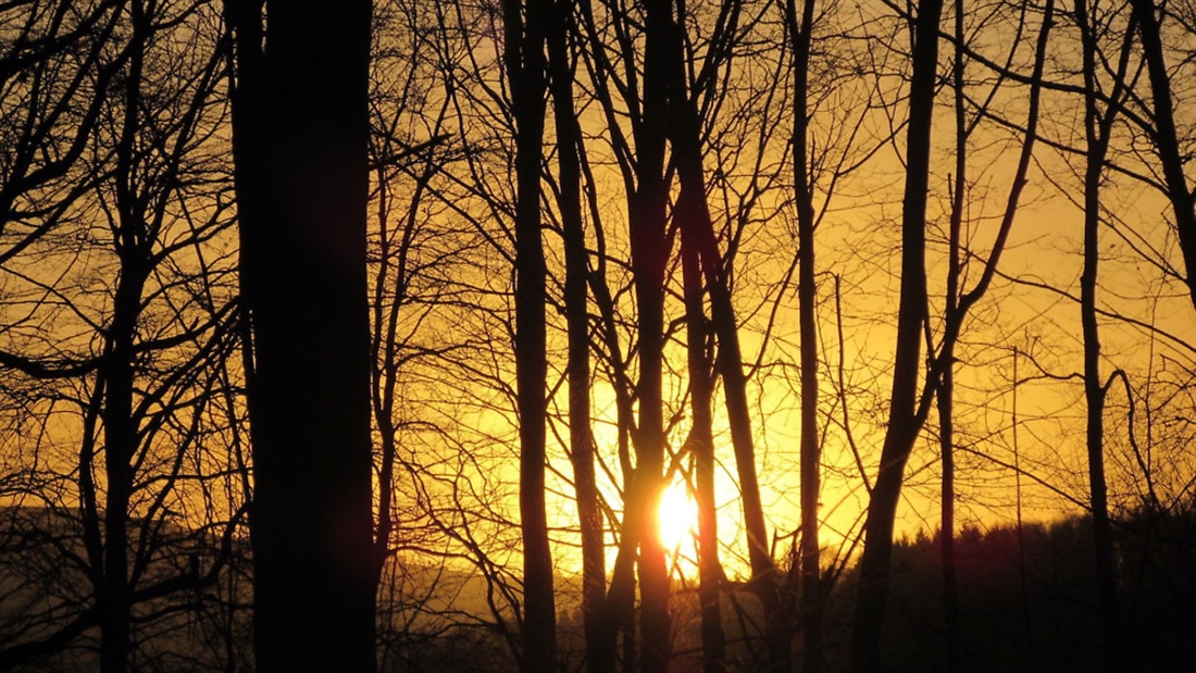 The secrets of airgun shooting at dusk