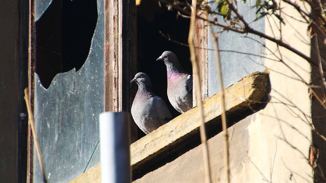 Mick Garvey: Culling feral pigeons