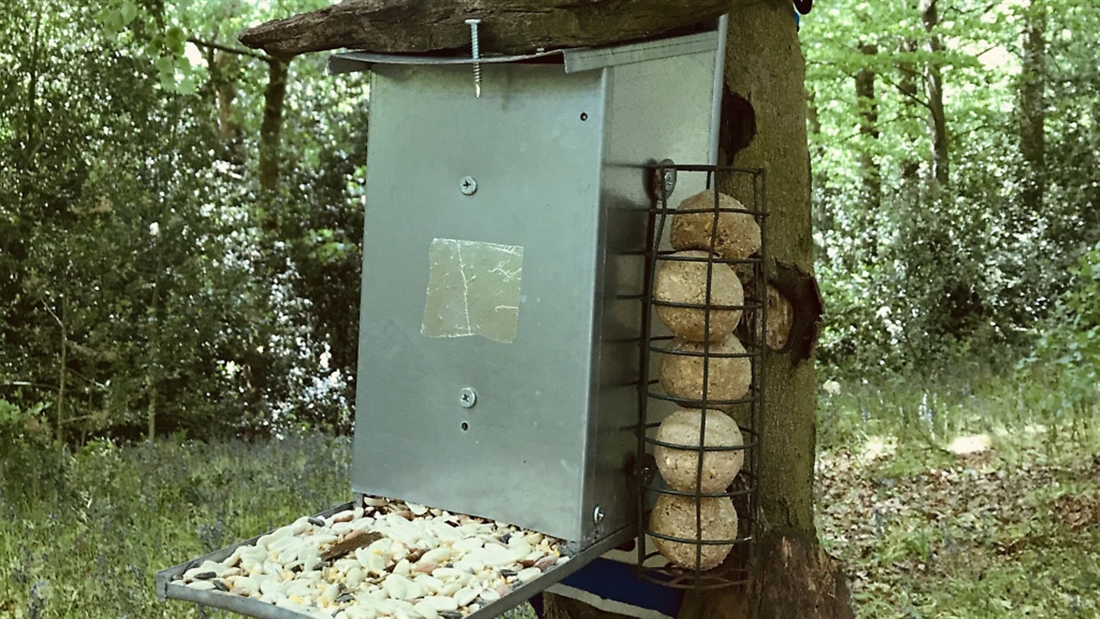 Airgun guru: How to build a tree-friendly bait station