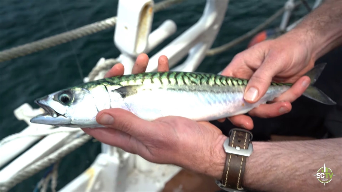 Watch: wild mackerel catch and cook!