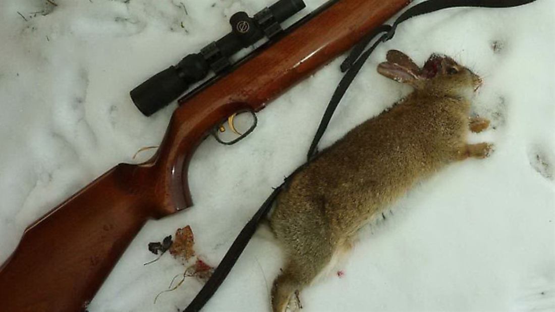 Q&#038;A: humane rabbit hunting