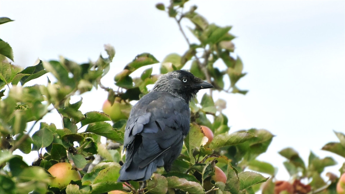 Jackdaw: Friend or foe?