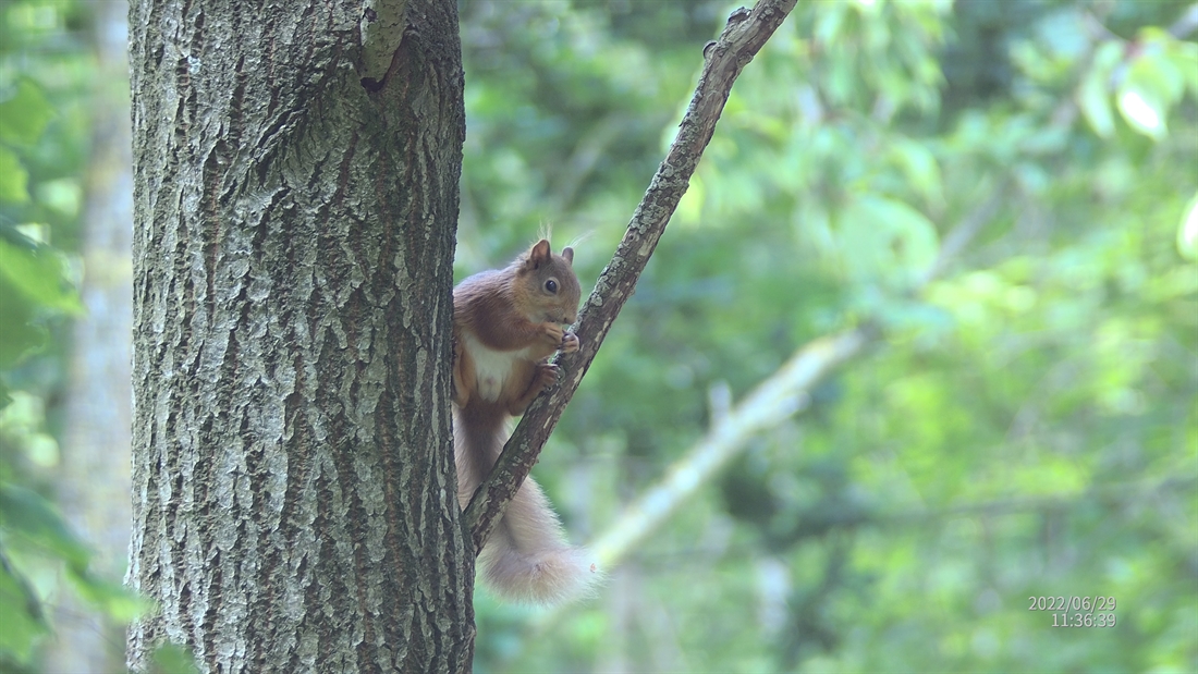 How to: Keep grey squirrels out of your garden