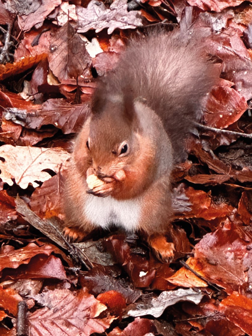 Red Squirrel