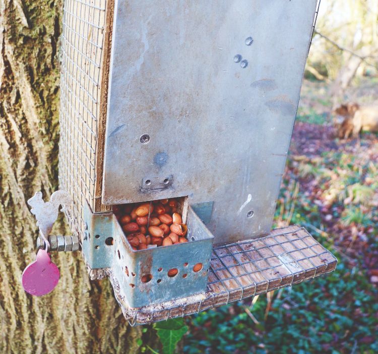 Squirrel feeder