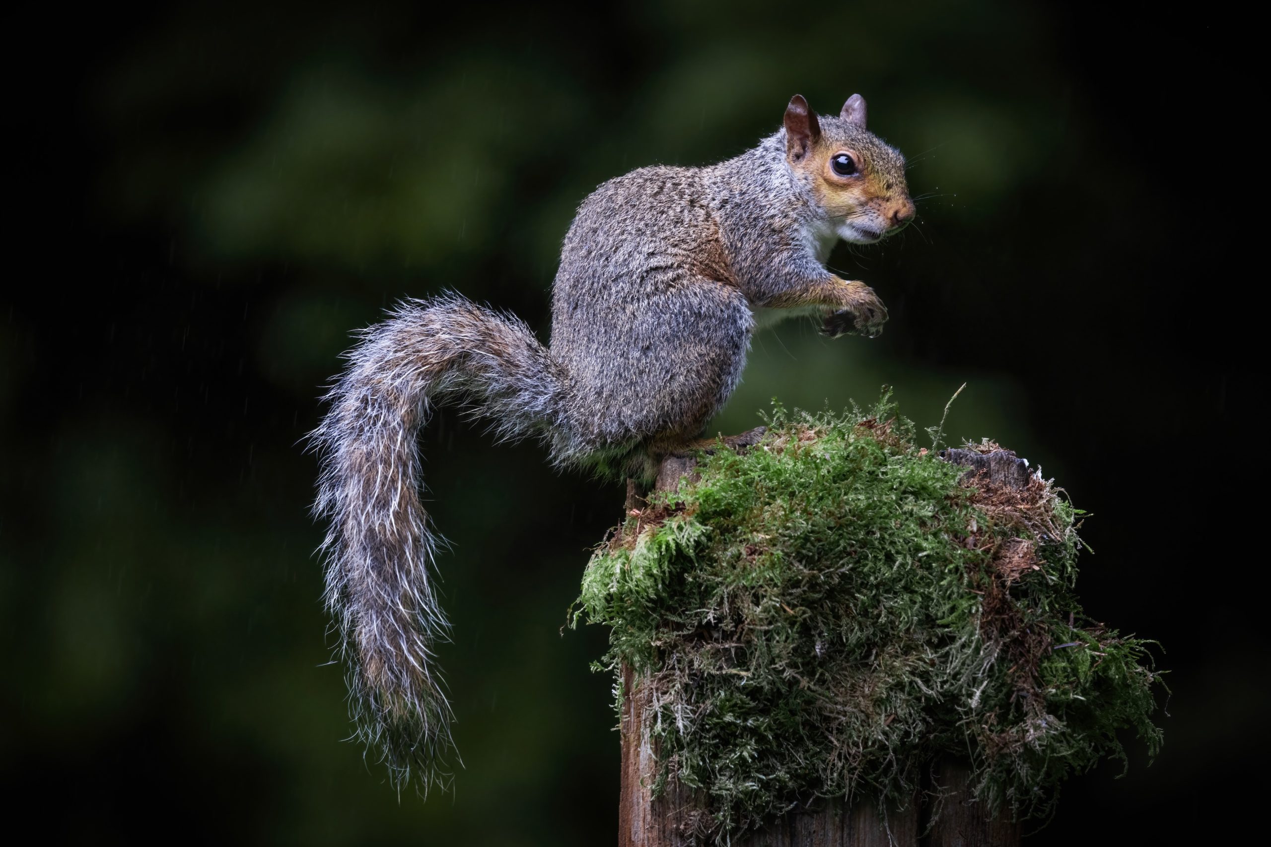 National Trust deploys air rifle volunteers for grey squirrel control