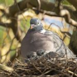 Pigeon in your garden? It could soon be fair game