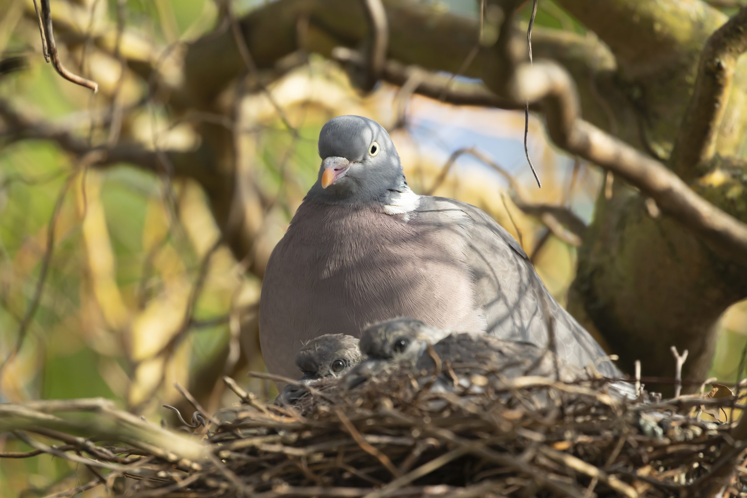 Pigeon in your garden? It could soon be fair game