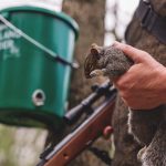 Cull more greys or lose reds forever, Government told