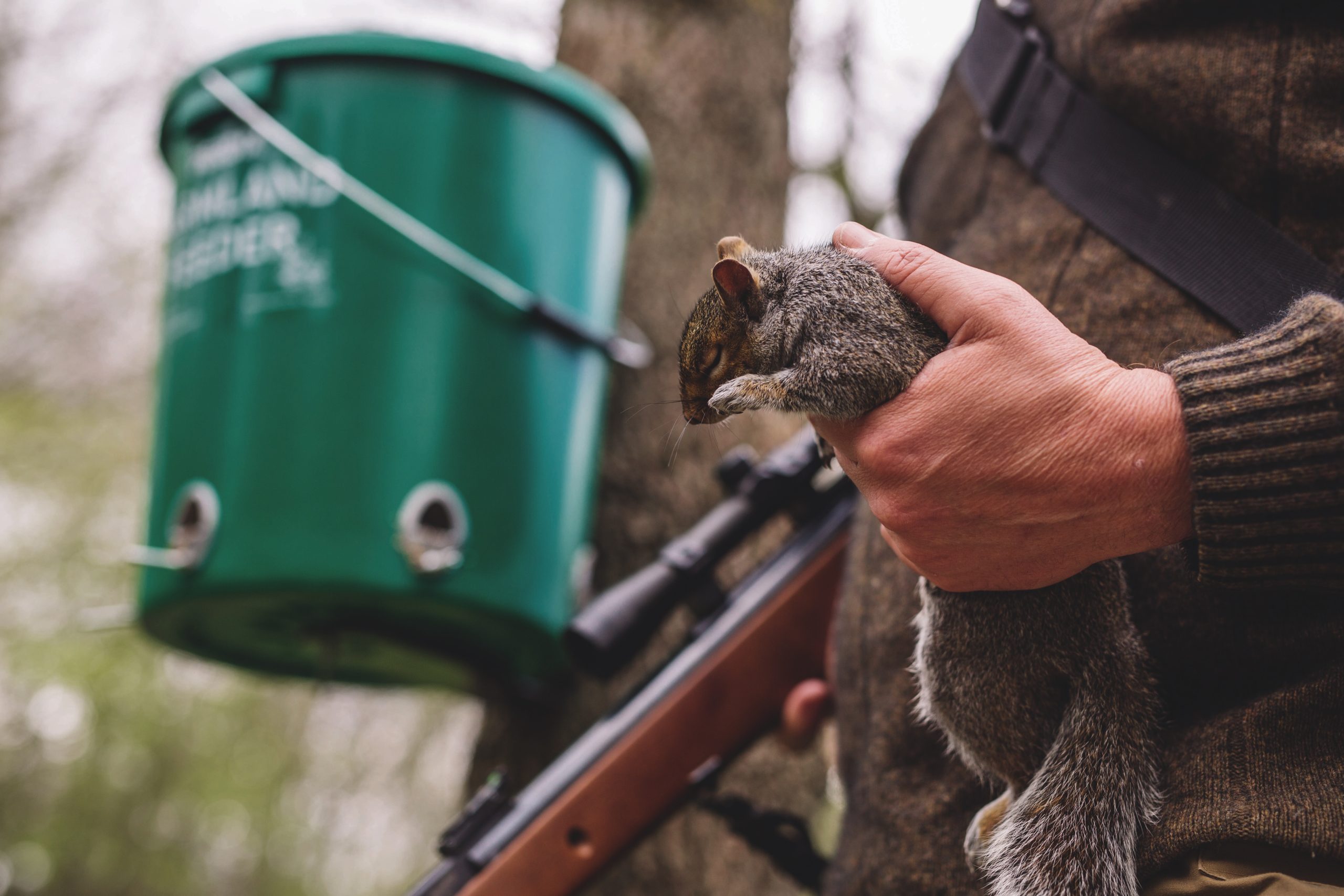 Cull more greys or lose reds forever, Government told