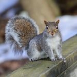 Is airgunning the solution for grey squirrels?