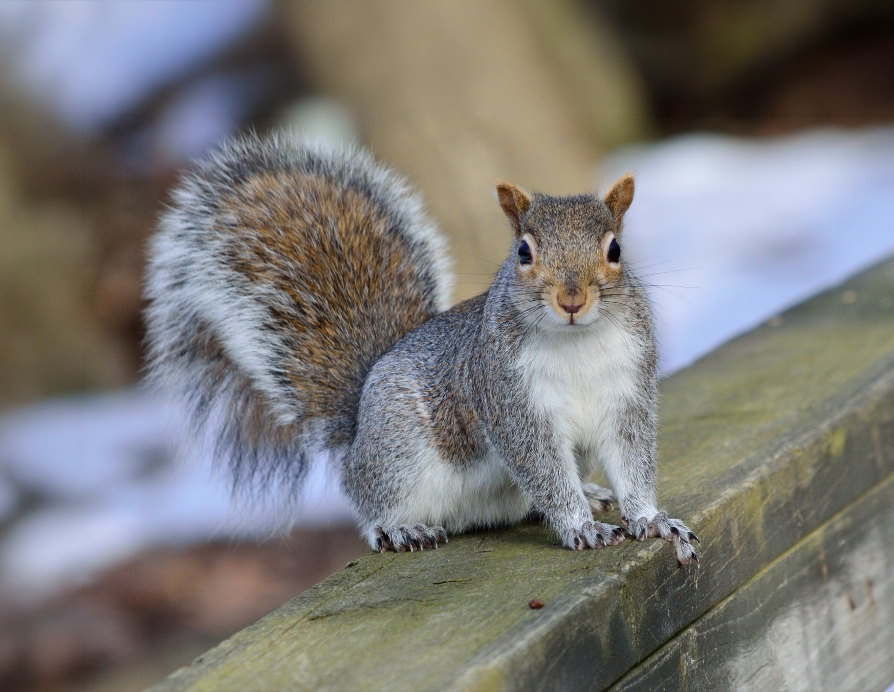 Is airgunning the solution for grey squirrels?