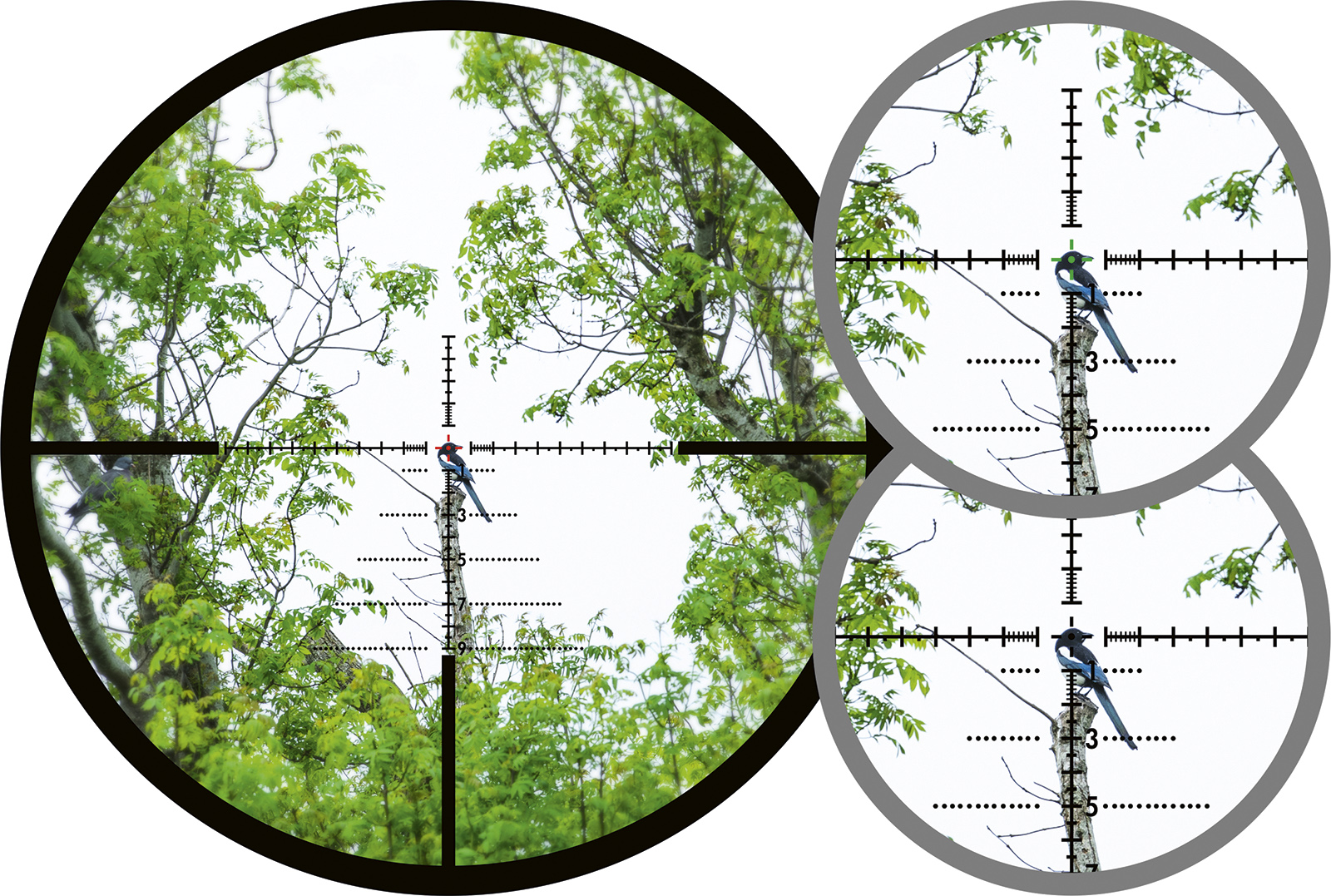 Konus Fearless Advanced Ballistic first focal plane reticle aimed at a magpie in a tree