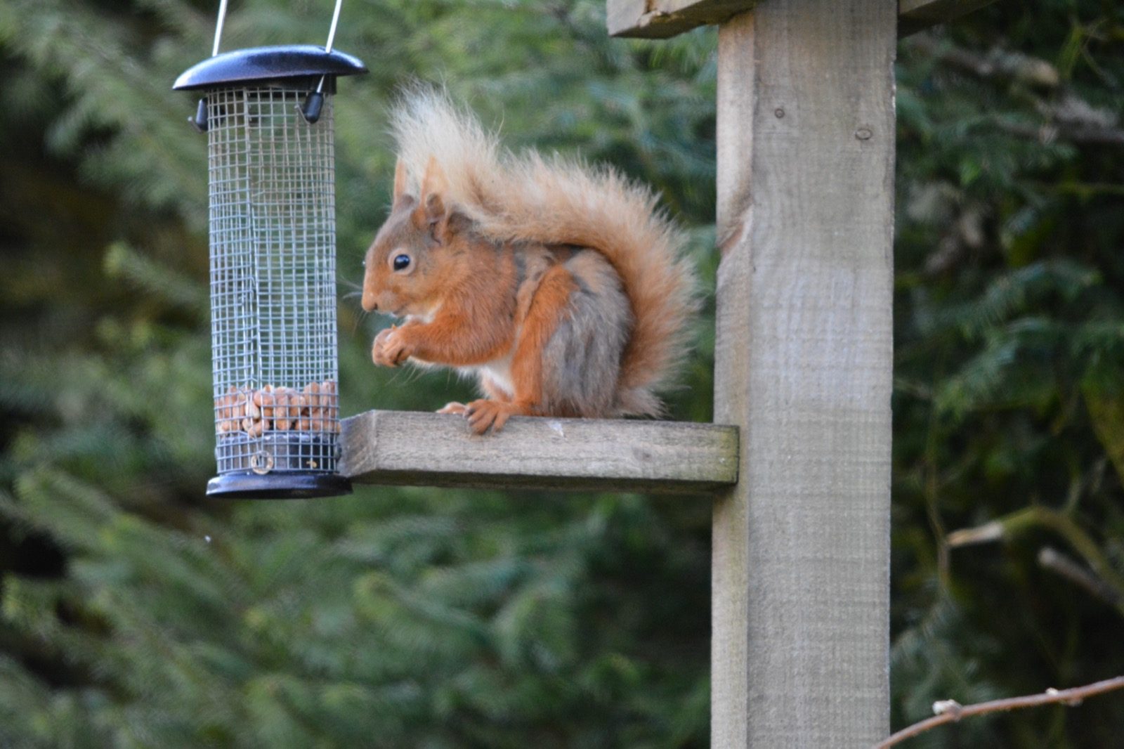 Red squirrel feeding at a woodland feeding station