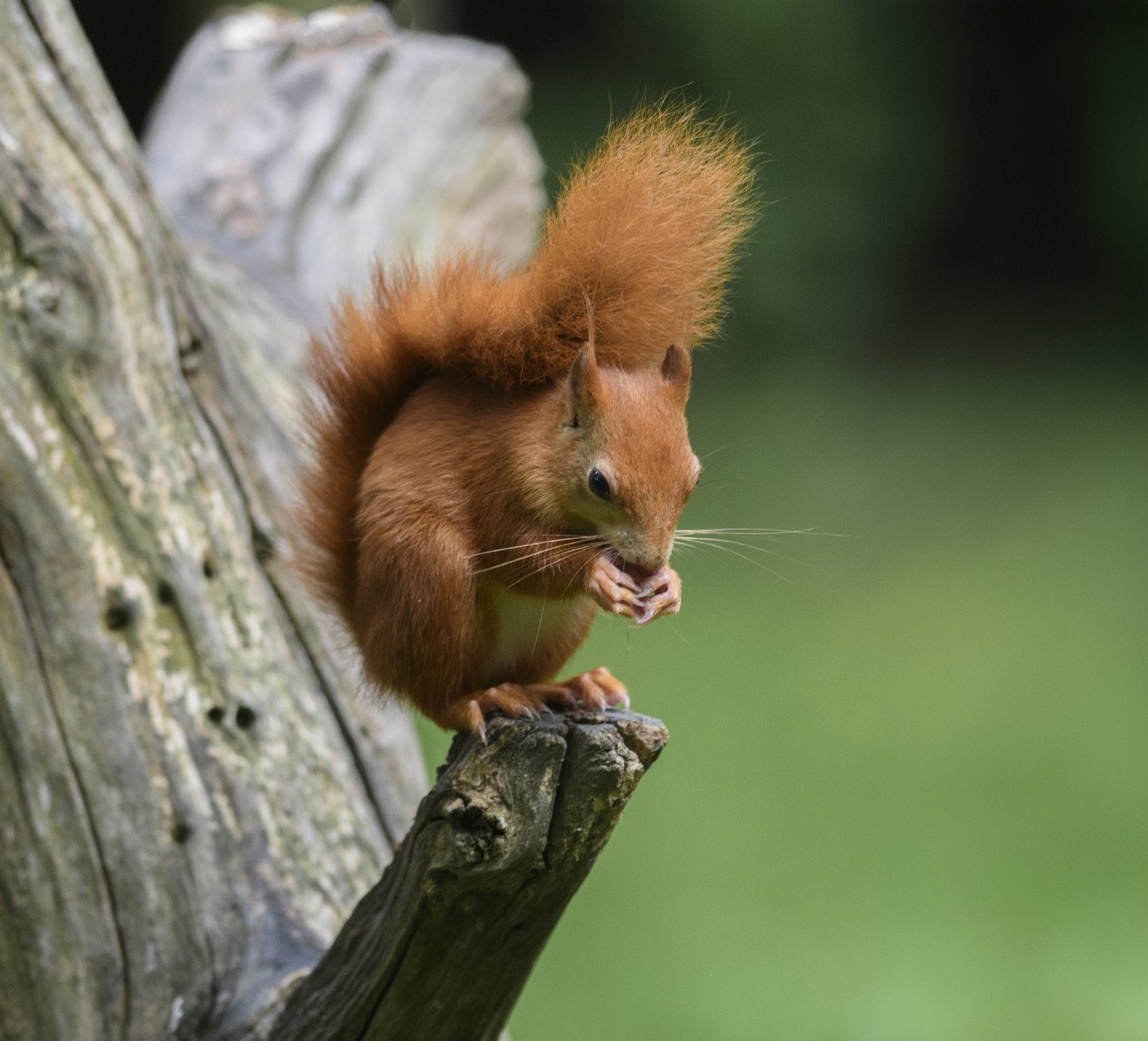 Native red squirrel feeding on a tree stump in woodland