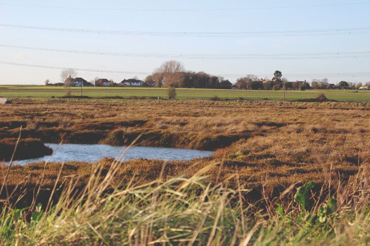 A pond in marshland