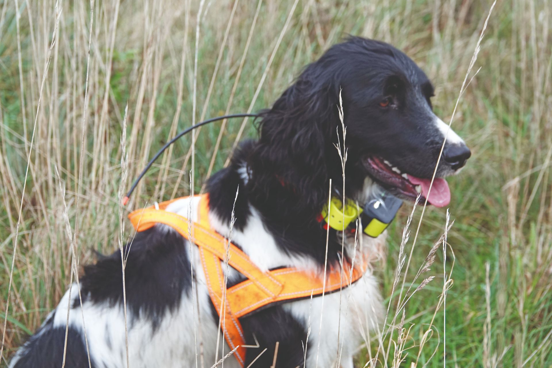 Munsterlander wearing a tracking collar from Garmin