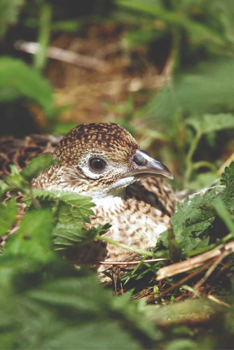 poult 